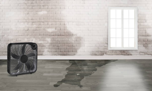 Best Flood damage cleanup  in Lone Oak, TN